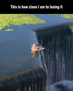 Image post by @9gag on Instagram