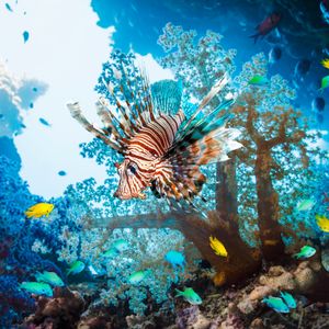 Image post by @discovery on Instagram
