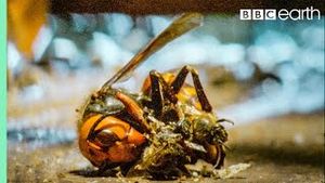 Video post by @bbcearth on YouTube