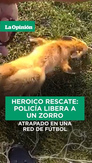 Image post by @laopinionla on Instagram
