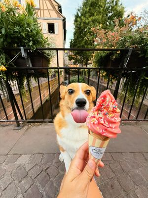 Image post by @ziggy_thecorg on Instagram