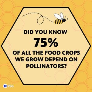 Image post by @pbs on Instagram