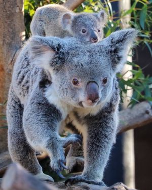 Image post by @sandiegozoo on Instagram