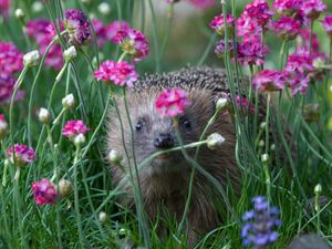Image post by @animalplanet on Instagram