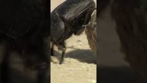 Video post by @appletv on YouTube
