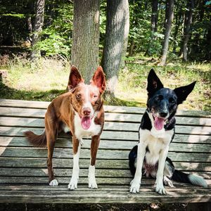 Image post by @susangarrettdogsthat on Instagram