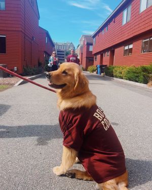 Image post by @bostoncollege on Instagram