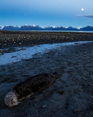 Image post by @sealegacy on Instagram