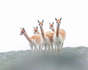 Image post by @natgeo on Instagram
