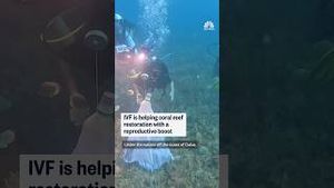Video post by @nbcnews on YouTube