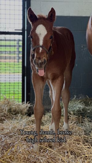Video post by @spendthriftfarm on TikTok