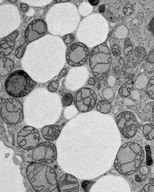 Image post by @biohub on Instagram