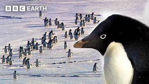 Video post by @bbcearth on YouTube