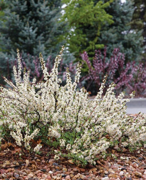 Image post by @ahs_gardening on Instagram