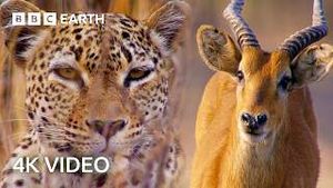 Video post by @bbcearth on YouTube