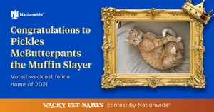 Image post by @company/nationwidepet on LinkedIn