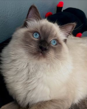 Image post by @brunrik.and.pyrene.ragdolls on Instagram