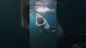 Video post by @gopro on YouTube