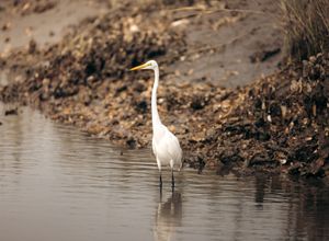 Image post by @kiawahresort on Instagram