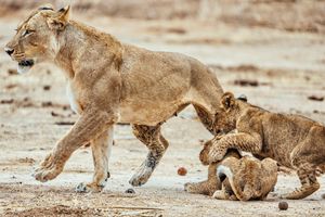 Image post by @chiawasafaris on Instagram