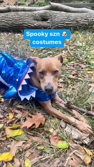 Video post by @walmart on Instagram