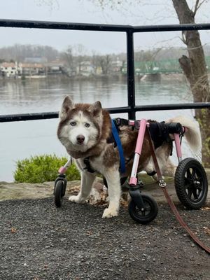 Image post by @walkinpets on Instagram