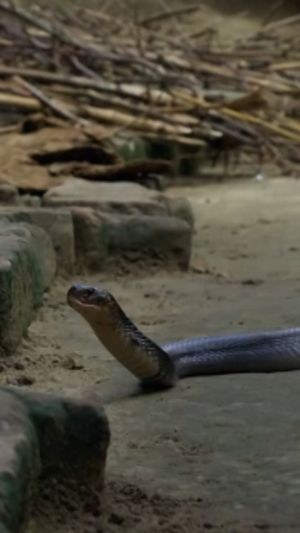 Video post by @bbcearth on Instagram