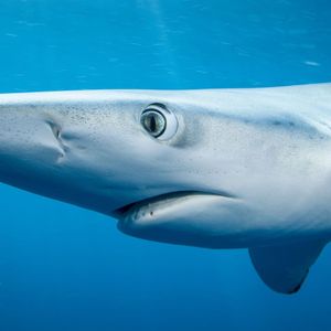 Image post by @discovery on Instagram