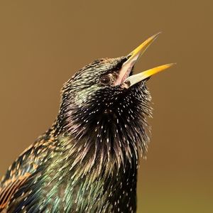 Image post by @rspb on Instagram
