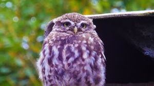 Video post by @bbcearth on YouTube