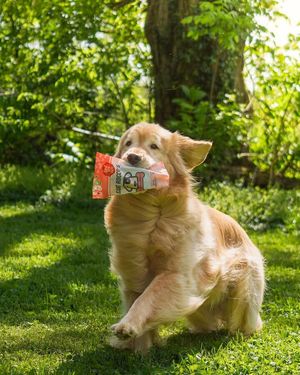Image post by @saintroccostreats on Instagram