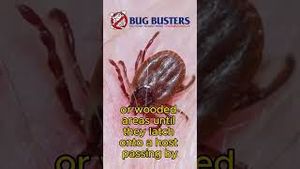 Video post by @bugbustersusa on YouTube