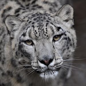 Image post by @sandiegozoo on Instagram