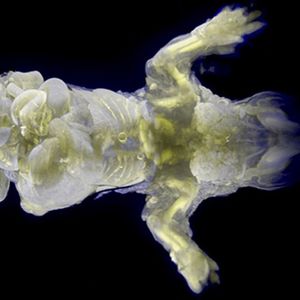 Image post by @worldscifest on Instagram