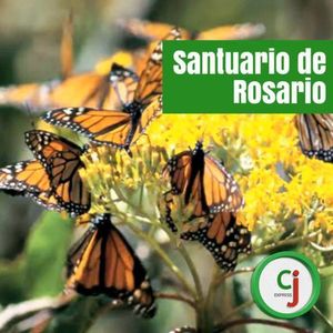 Video post by @cjexpress.paqueteria on Facebook