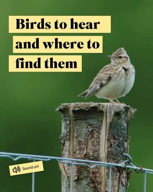 Image post by @rspb on Instagram