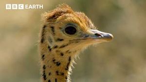 Video post by @bbcearth on YouTube