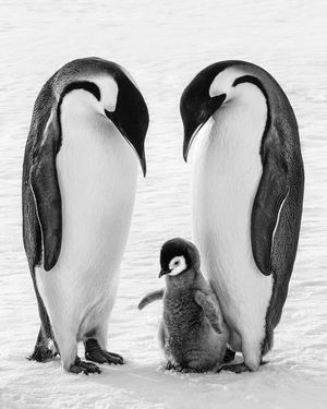 Image post by @paulnicklen on Instagram