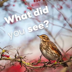 Image post by @rspb on Instagram