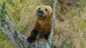 Video post by @bbcearth on YouTube