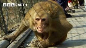 Video post by @bbcearth on YouTube