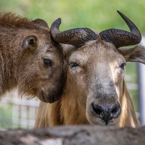 Image post by @sandiegozoo on Instagram