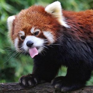 Image post by @sandiegozoo on Instagram