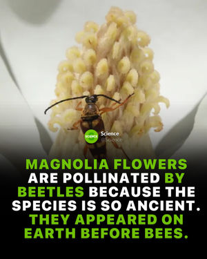 Image post by @science on Instagram