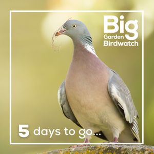 Image post by @rspb on Instagram