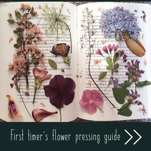 Image post by @leafyaffair on Instagram