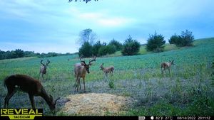 Image post by @bowmarbowhunting on Instagram