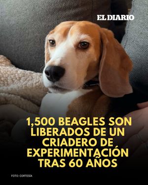Image post by @eldiariony on Instagram