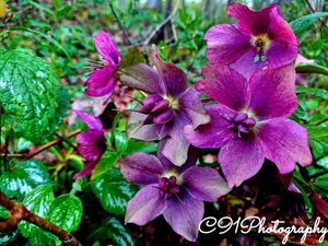 Image post by @c91photography on Instagram