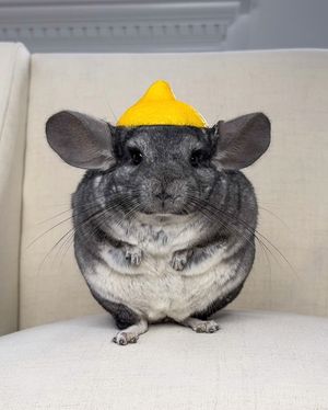 Image post by @phillychinchilly on Instagram